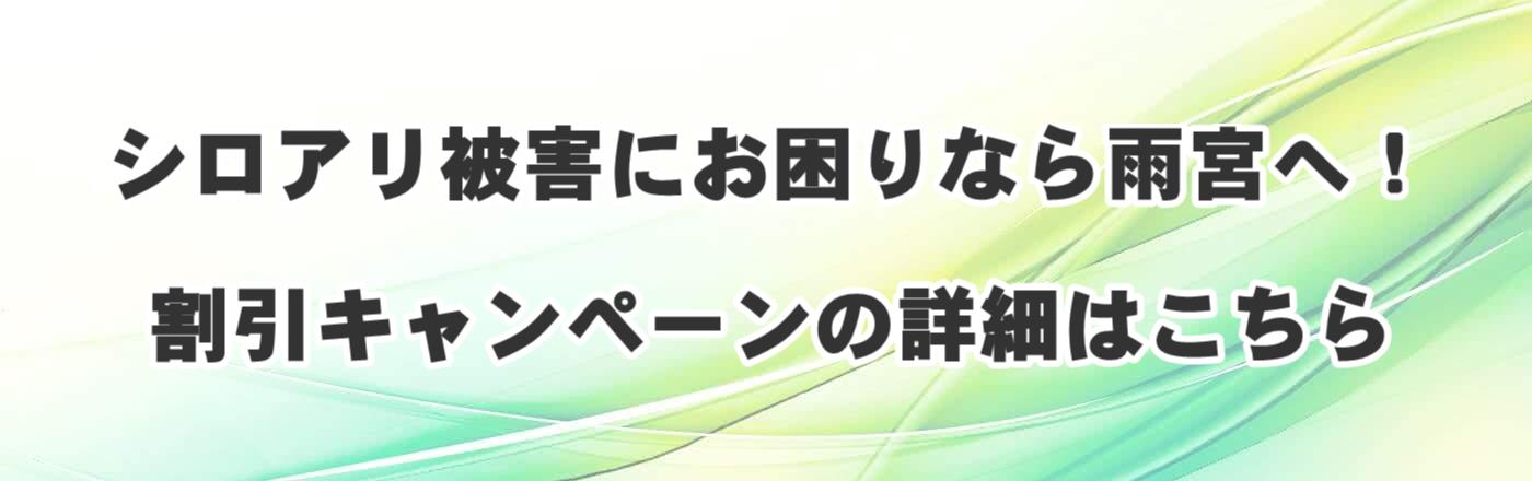 シロアリ被害にお困りなら雨宮へ!割引キャンペーンの詳細はこちら